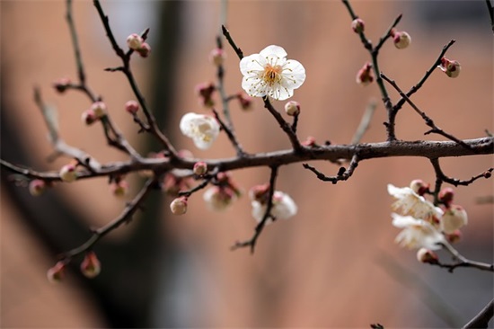 蒂森克虏伯电梯怎么样(蒂森克虏伯和日立电梯哪个好)