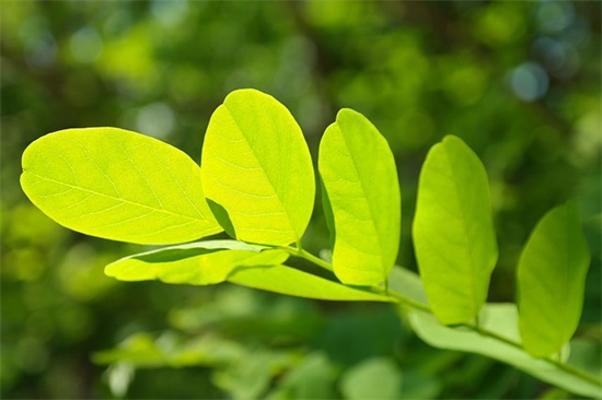 菊花台古筝简谱_周杰伦演唱