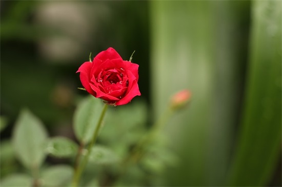 赞美教师的教师节语录 赞美教师的教师节语录