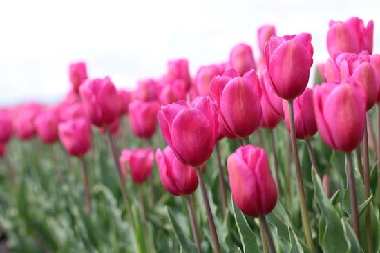 春暖花开祝福语 【春暖花开的祝福词】