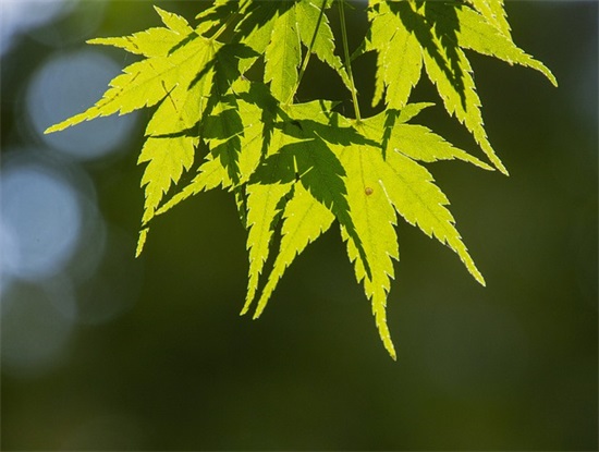 关于莲花的古风句子 莲花最有禅意的诗句