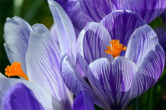 春节祝福语简短大全 春节短信祝福语大全简短