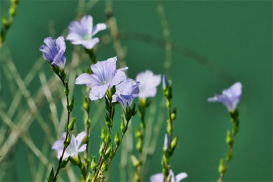 带菊花的诗句71句